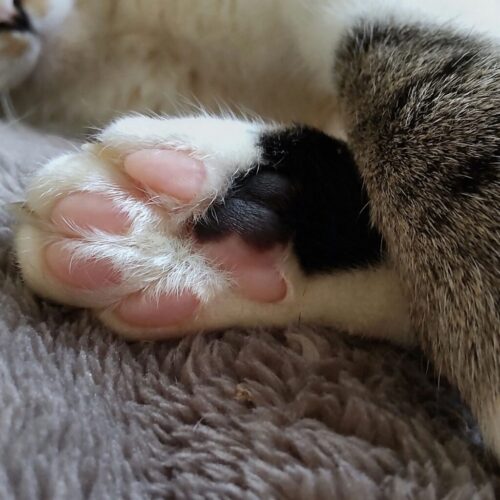 きじとら本舗です(=^・^=)